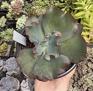 E. GIBB. PHOENIX (CARÚNCULAS) POTE 11