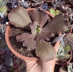 E. GIBB. CHICHI CHOCOLATE POTE 11