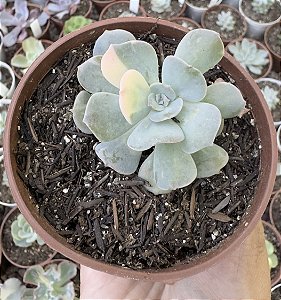 E. VENEZUELENSIS VAR. POTE 9