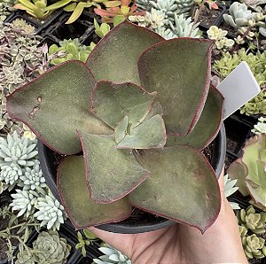 E. GIBB. BIG RED POTE 11