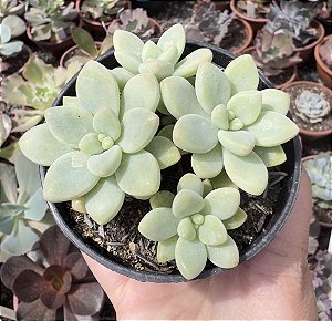 GRAP. CHEESECAKE POTE 9