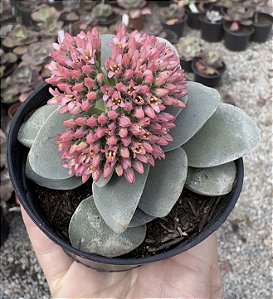 C. MORGAN’S BEAUTY POTE 9