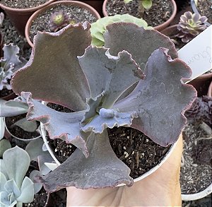 E. GIBB. TRAMADOL (CARÚNCULAS) POTE 9