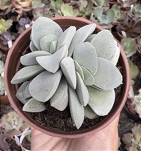 C. MORGAN’S BEAUTY POTE 9