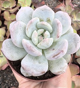 E. SNOW ANGEL POTE 9