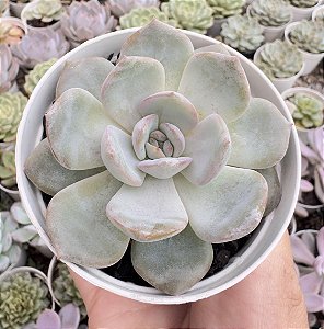 E. SNOW ANGEL POTE 9