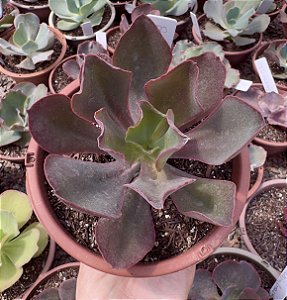 E. GIBB. BORDA RUBRA POTE 11