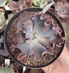 E. GIBB. MERIDIAN POTE 11