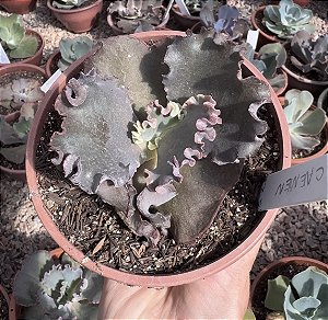 E. GIBB. CARMEN POTE 11