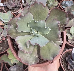 E. CAN CAN ASIÁTICA CUIA 13