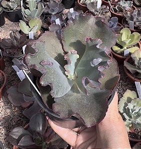 E. GIBB. LEOPARD DRAGON (CARÚNCULAS) POTE 11