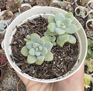 SED. CLAVATUM POTE 9