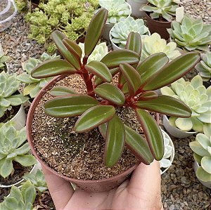 PEPEROMIA GRAVEOLENS POTE 9