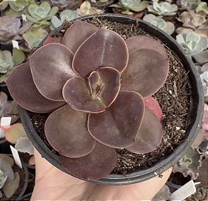 E. GIBB. MAHOGANY ROSE POTE 9 POUCA RAIZ