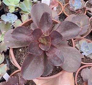 E. GIBB. MAHOGANY ROSE POTE 11