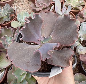 E. GIBB. POWAY POTE 11