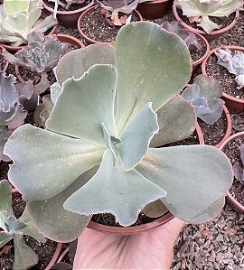 E. GIBB. OCEAN BLUE(CARÚNCULAS) CUIA 13