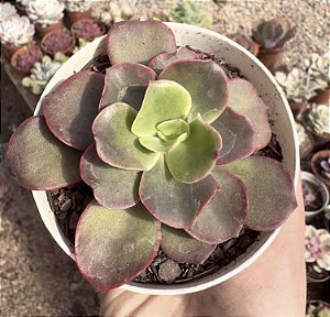 E. JULYANA POTE 9