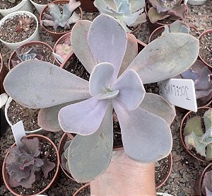 P. JOCELYN´S JOY (SEM VARIEGAÇÃO) POTE 11