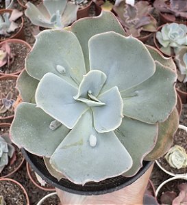 E. GIBB. CLASSIC BALLS POTE 9