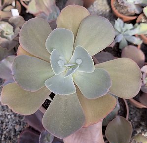E. GIBB. OCEAN BLUE(CARÚNCULAS) POTE 13