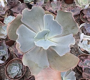 E. GIBB. OCEAN BLUE(CARÚNCULAS) POTE 9