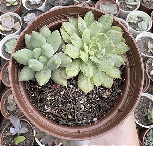 E. ROSALINDA VAR. + P. ANGEL FINGER POTE 9