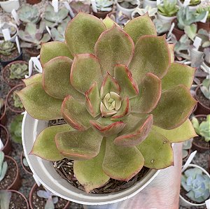 E. ARUBA POTE 9