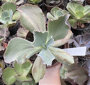 E. GIBB. WINTER DREAMS IMPORTADA POTE 11