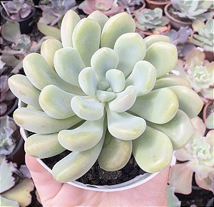 E. XYLITOL POTE 9