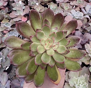 E. PERSEFONE RUBRA POTE 9