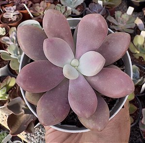 GRAP. PINK ONE POTE 9