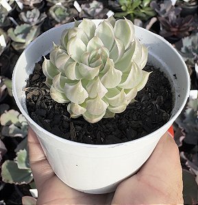 GRAP. MARGARET REPPIN VAR. POTE 9