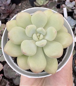 E. BUBBLE GUM POTE 9