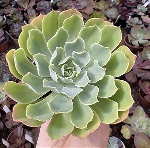 E. TSUNAMI POTE 9