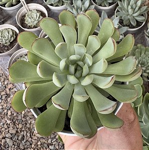 E. DREAM QUEEN POTE 9