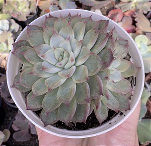 E. LITTLE DWARF POTE 9