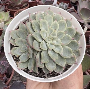 E. LITTLE DWARF POTE 9