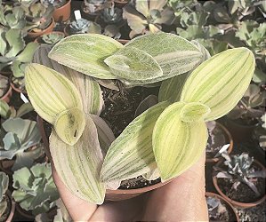 TRADESCANTIA SILLAMONTANA VAR. POTE 9