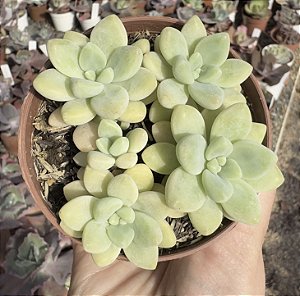 E. ROCOCÓ COLÔNIA POTE 9