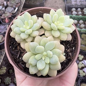 E. ROCOCÓ COLÔNIA POTE 9