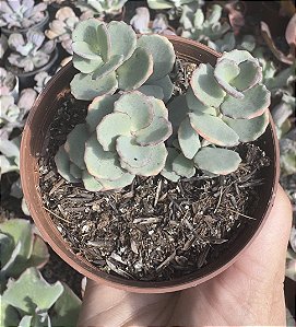 SED. SIEBOLDII VAR. (POUCA VARIEGAÇÃO) POTE 9