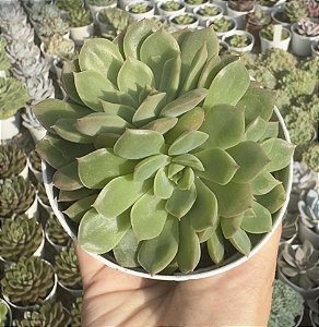 E. AMBER CLAY POTE 9