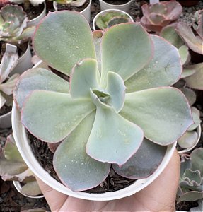 E. GIBB. SAHARA POTE 9