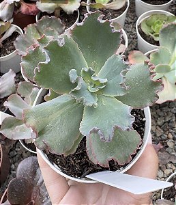 E. GIBB. DRAGON QUEEN POTE 9