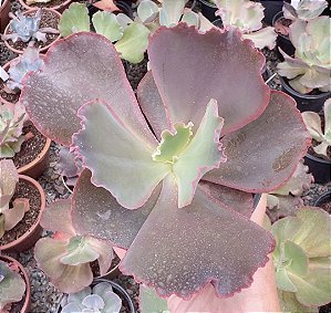 E. GIBB. RED TRUMP POTE 11