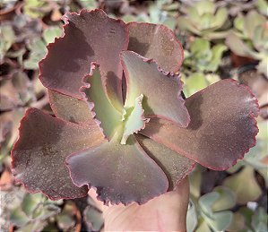 E. GIBB. RED TRUMP POTE 11