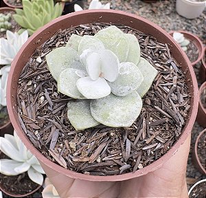 ADRO. LEUCOPHYLLUS POTE 9