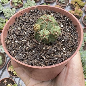 EUPHORBIA GLOBOSA POTE 9