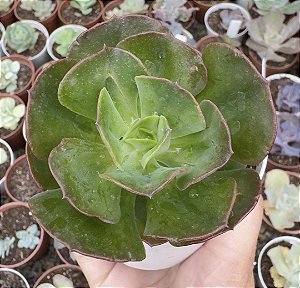 E. GIBB. LIZ (CARÚNCULAS) POTE 9